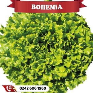 Bohemia Kıvırcık Marul Fidesi