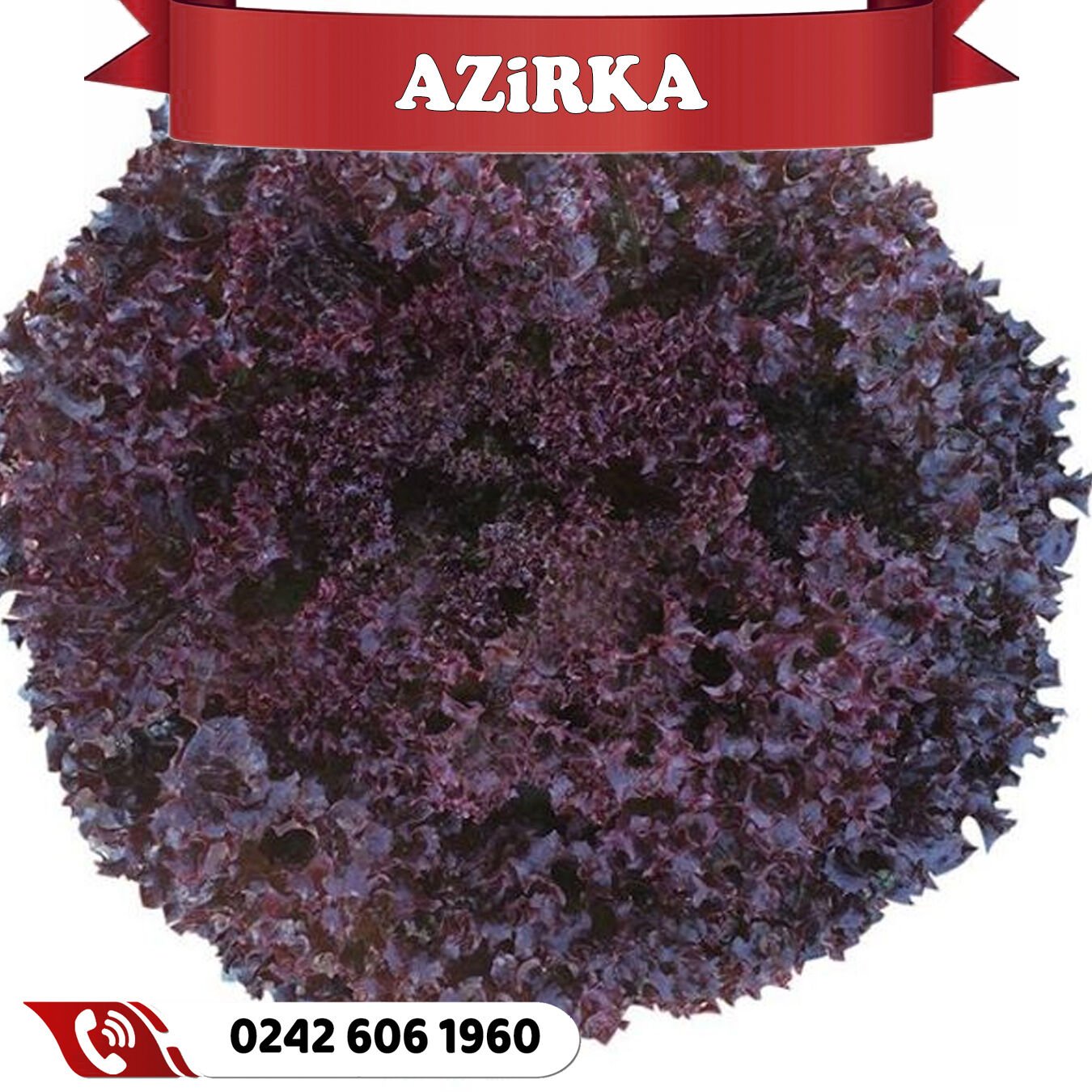 Azirka Kırmızı Kıvırcık Marul Fidesi