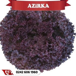 Azirka Kırmızı Kıvırcık Marul Fidesi