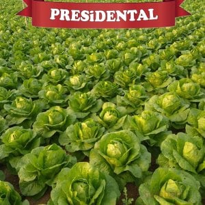 Presidential Yedikule Marul Fidesi