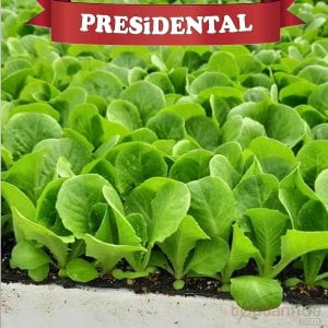 Presidential Yedikule Marul Fidesi