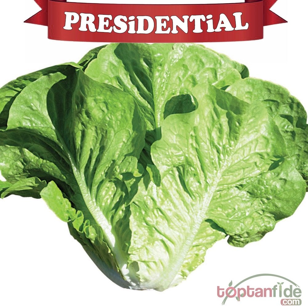 Presidential Yedikule Marul Fidesi