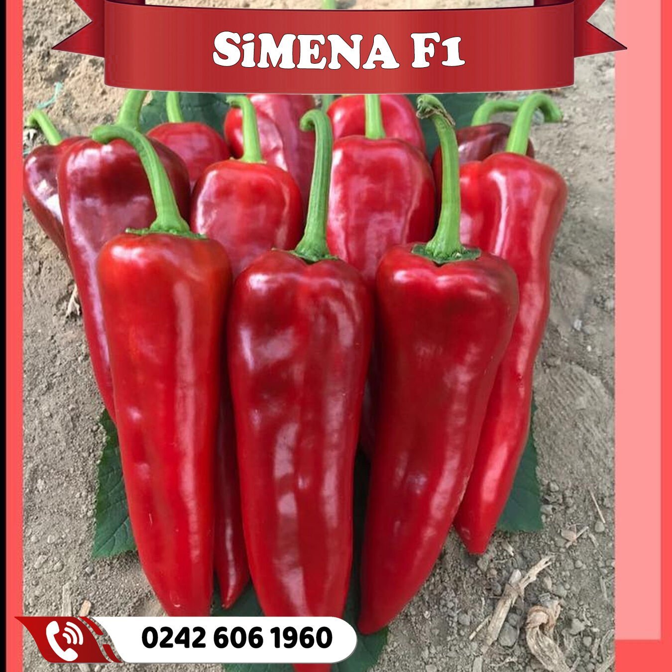Simena Kapya Biber Fidesi