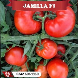 Jamilla F1 Oturak Domates Fidesi