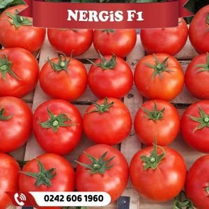 Nergis F1 Oturak Domates Fidesi