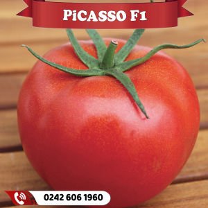 Picasso F1 Oturak Tane Domates Fidesi