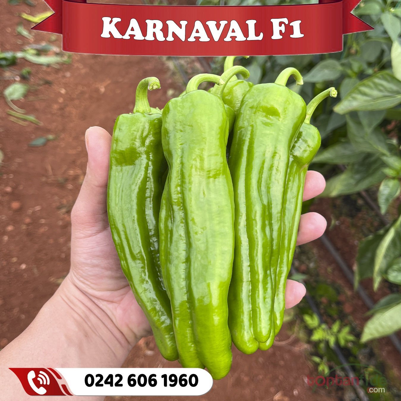 Karnaval F1 Üçburun Biber Tohumu 1000 Ad/pk
