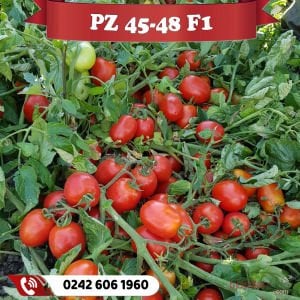PZ 45-48 F1 Sanayilik Domates Tohumu