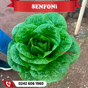 Senfoni Yedikule Marul Fidesi