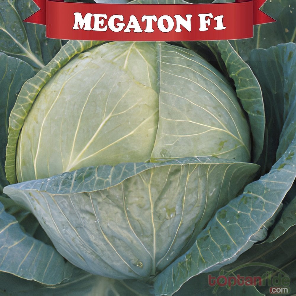Megaton F1 Beyaz Lahana Fidesi