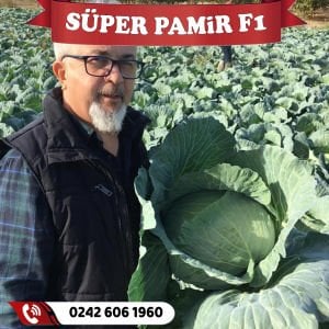 Süper Pamir F1 Beyaz Lahana Fidesi