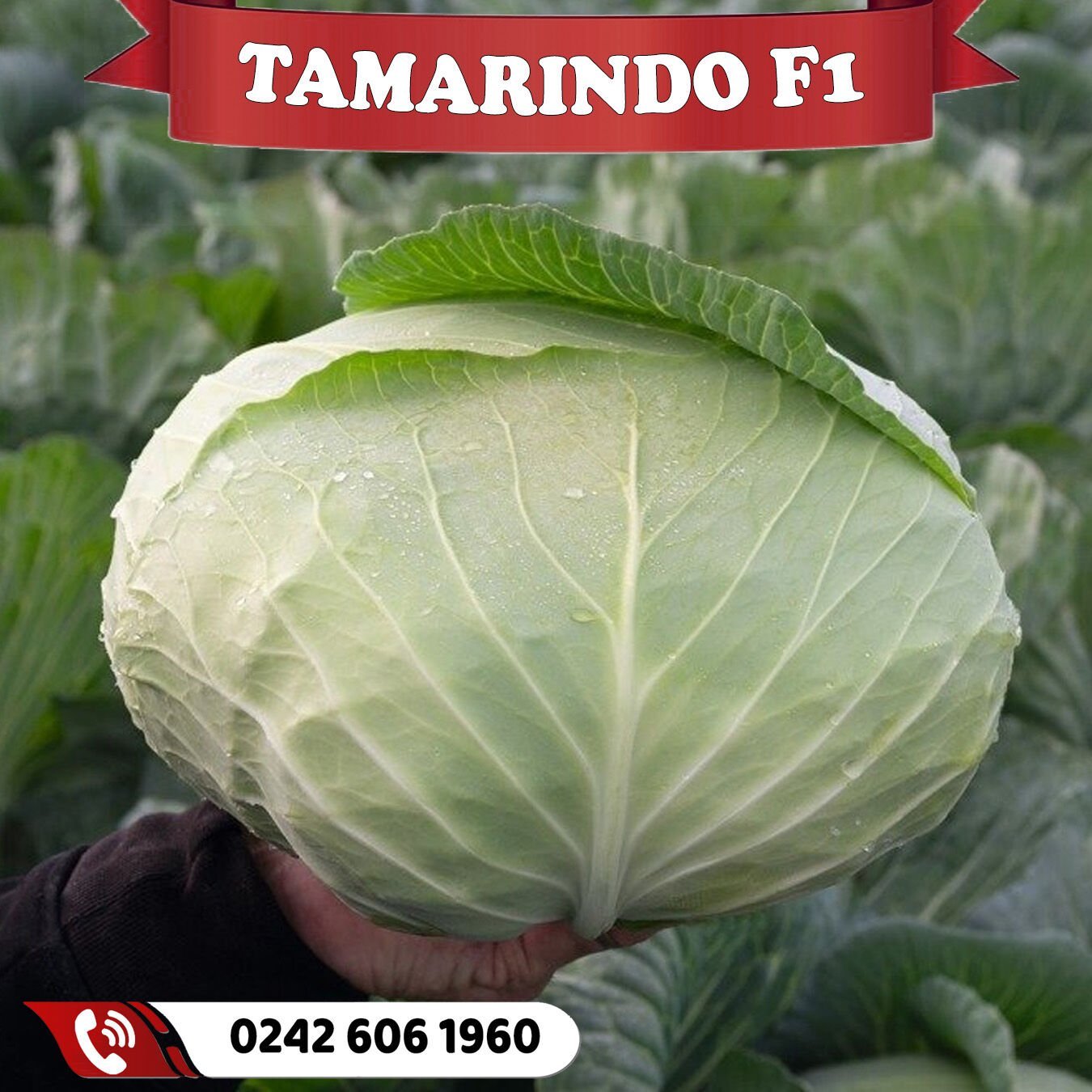 Tamarindo F1 Sarmalık Beyaz Lahana Fidesi