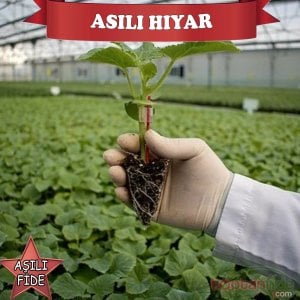 Aşılı Hıyar Fidesi