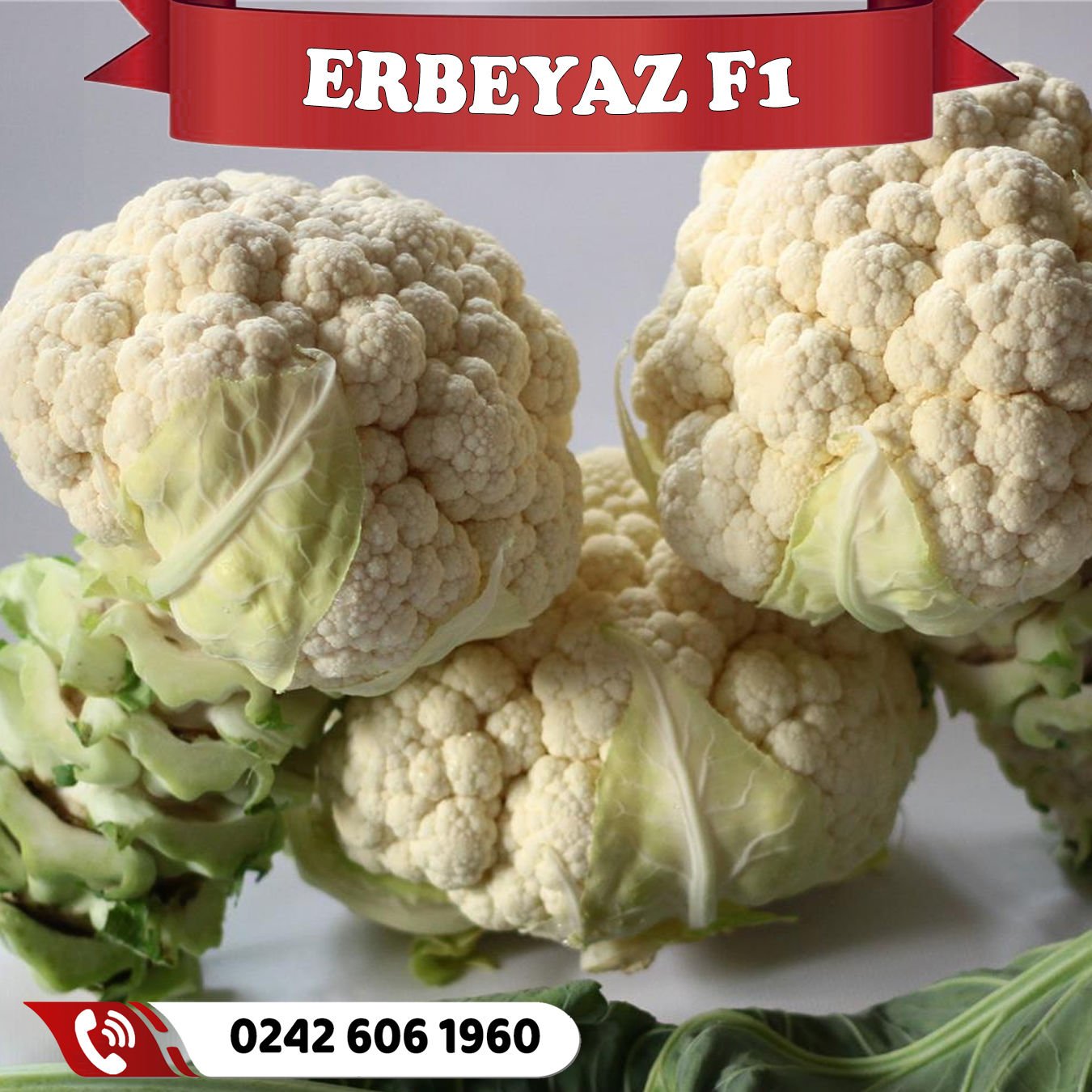 Erbeyaz F1 Kaliteli Karnabahar Fidesi