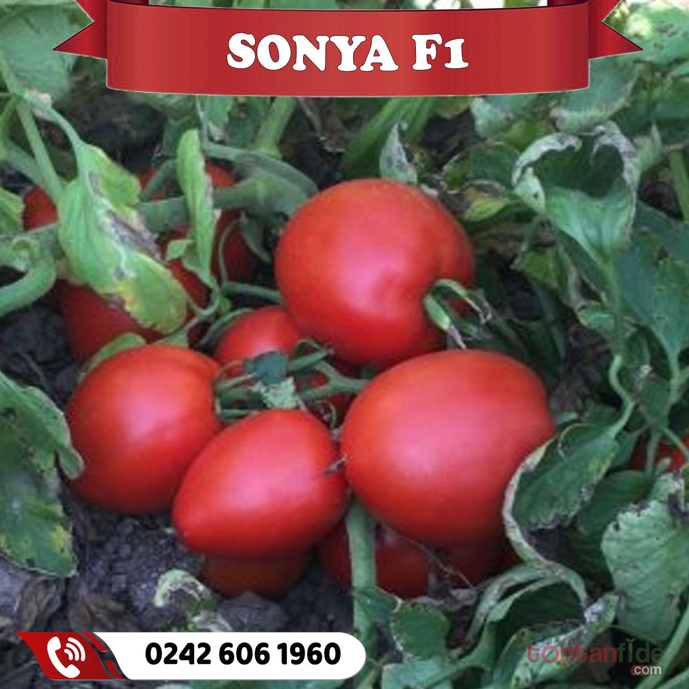 Sonya F1 Oturak Domates Fidesi