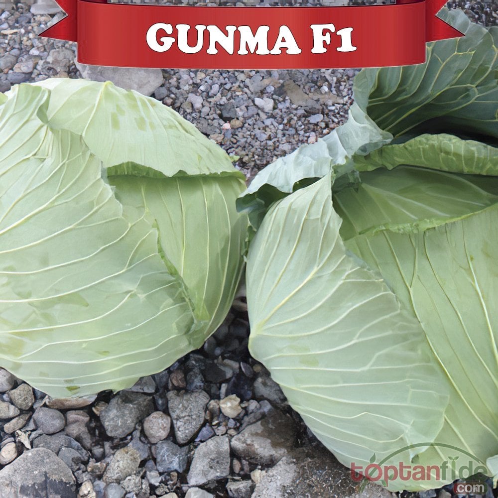 Gunma F1 Beyaz Lahana Fidesi