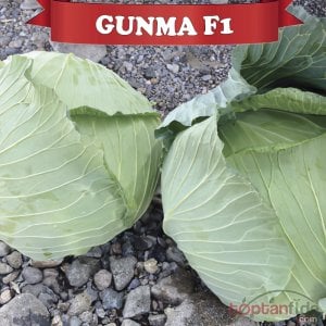 Gunma F1 Beyaz Lahana Fidesi