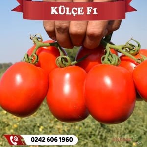 Külçe F1 Sanayilik Domates Fidesi