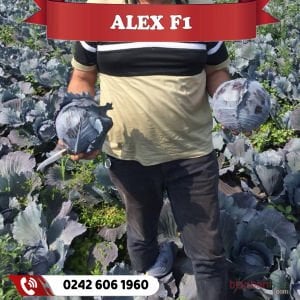 Alex F1 70 Günlük Kırmızı Lahana Fidesi