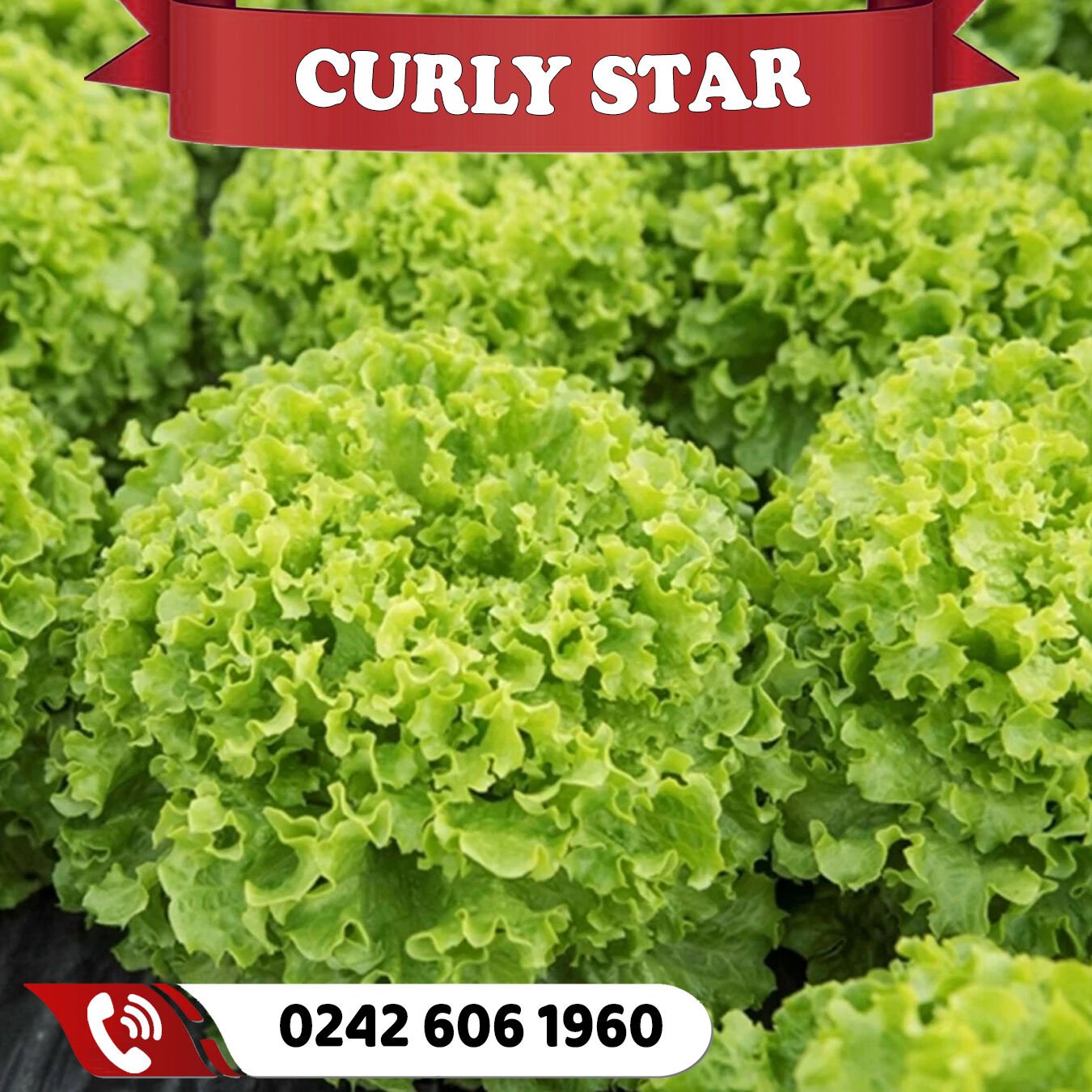 Curly Star Kıvırcık Fidesi