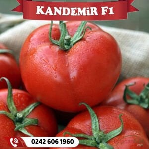 Kandemir F1 Sırık Tane Domates Fidesi