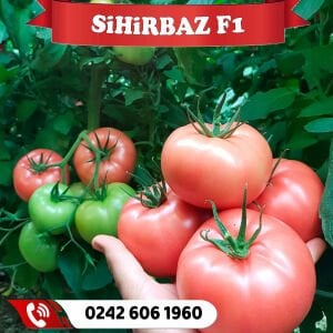 Sihirbaz F1 Sırık Pembe Domates Fidesi