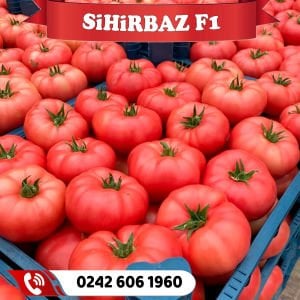 Sihirbaz F1 Sırık Pembe Domates Fidesi
