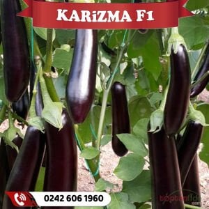 Karizma F1 Uzun Patlıcan Fidesi
