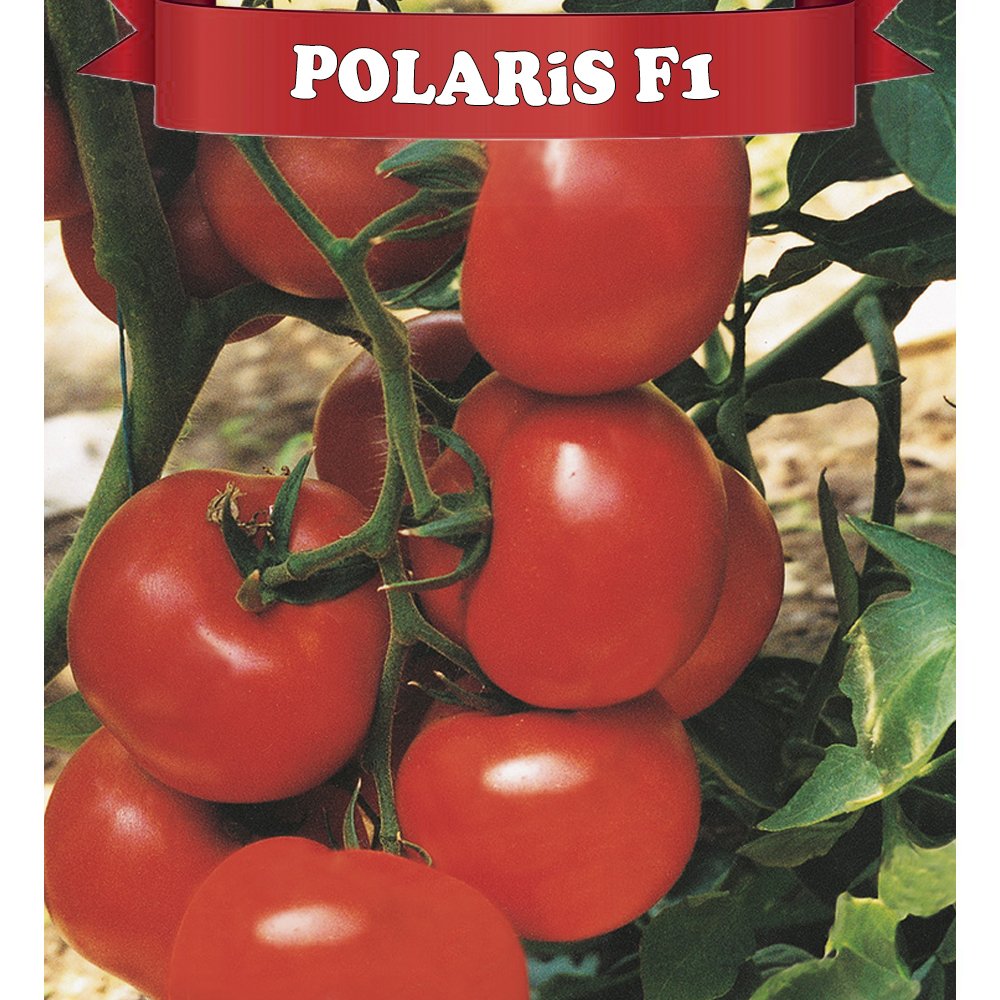 Polaris F1 Sırık Domates Fidesi