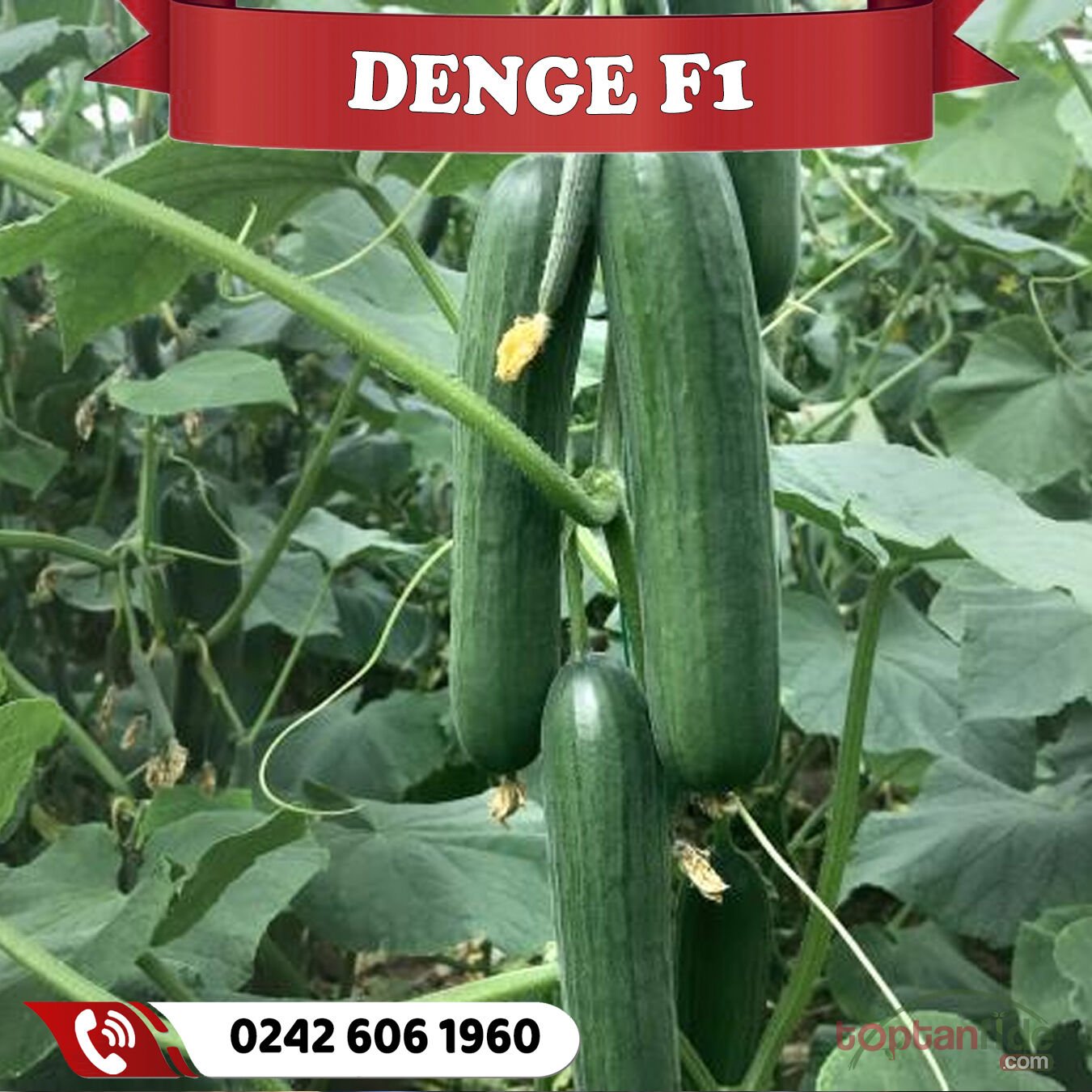 Denge F1 Hıyar Fidesi