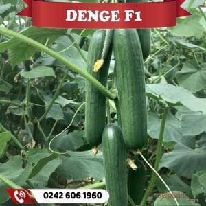 Denge F1 Hıyar Fidesi