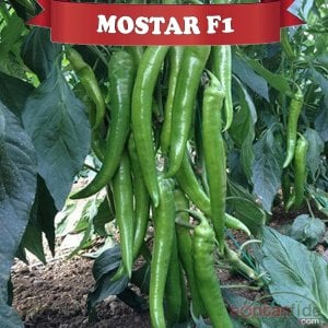 Mostar F1 Sivri Biber Fidesi