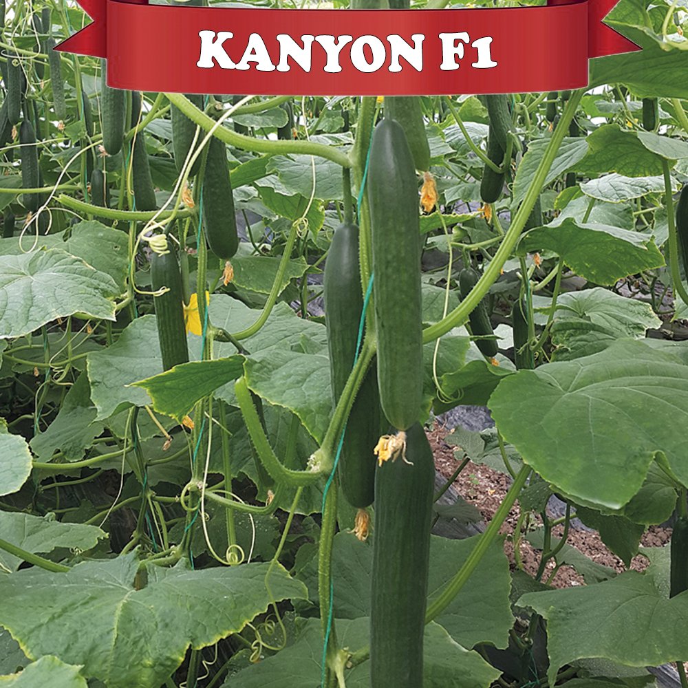 Kanyon F1 Sırık Hıyar Fidesi