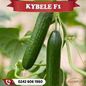 Kybele F1 Sırık Hıyar Fidesi