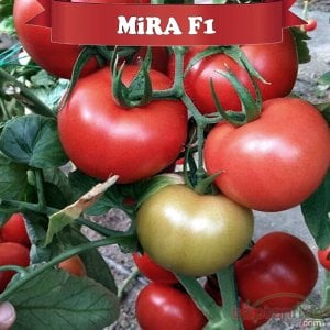 Mira F1 Sırık Domates Fidesi