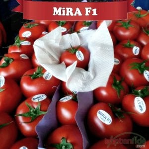 Mira F1 Sırık Domates Fidesi