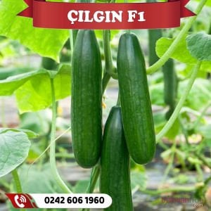 Çılgın F1 Sırık Hıyar Fidesi