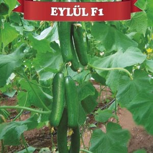 Eylül F1 Sırık Hıyar Fidesi