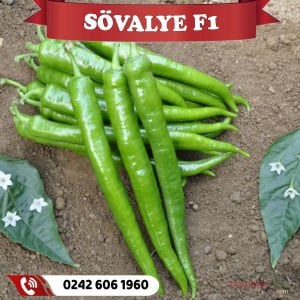 Şövalye F1 Tatlı Sivri Biber Fidesi