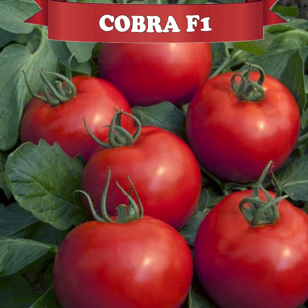Cobra F1 Sırık Domates Fidesi