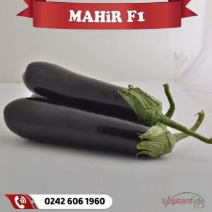 Mahir F1 Siyah Patlıcan Fidesi