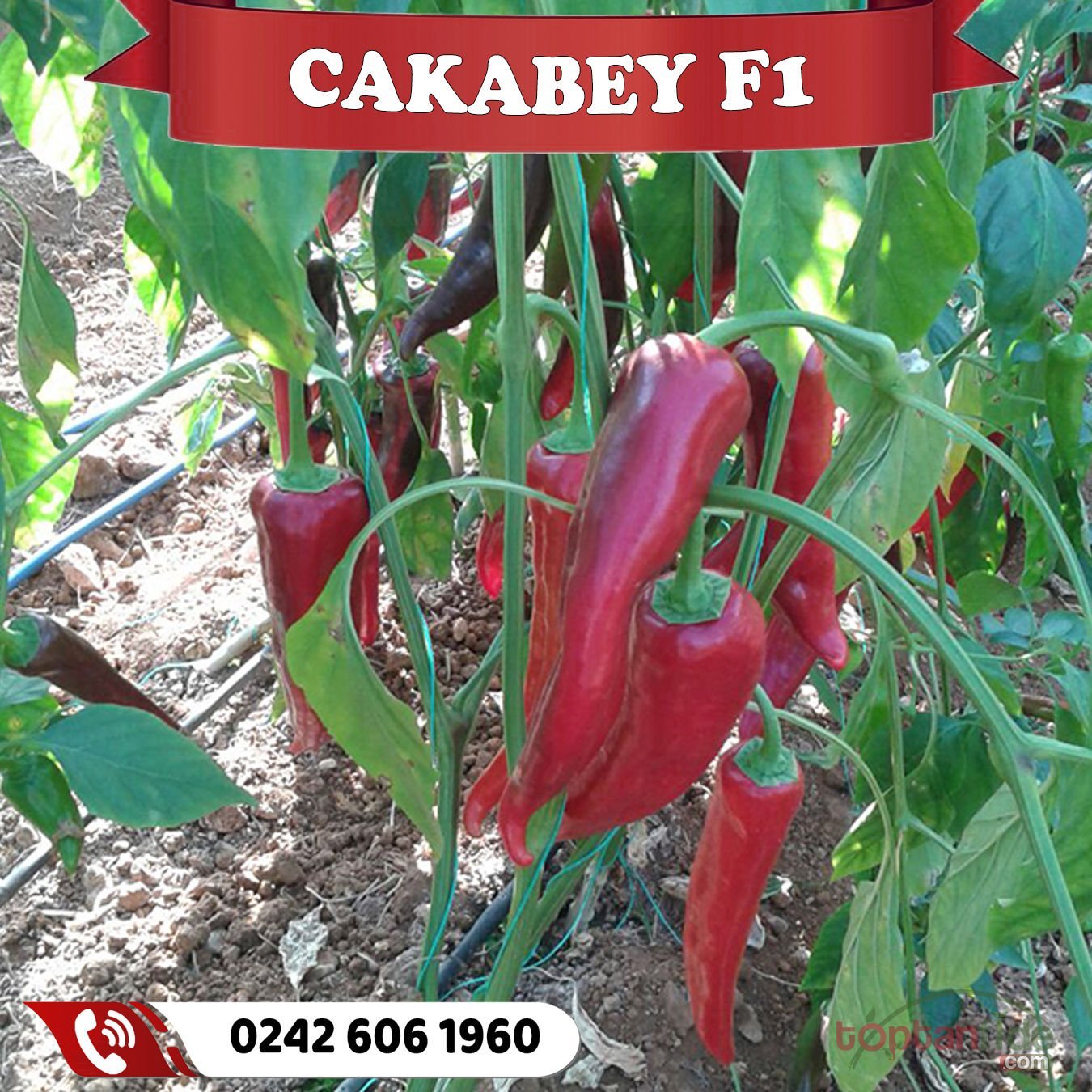 Cakabey F1 Tatlı Kapya Biber Fidesi