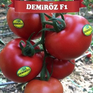 Demiröz F1 Sırık Domates Fidesi