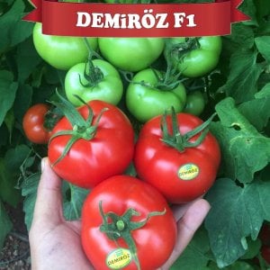 Demiröz F1 Sırık Domates Fidesi
