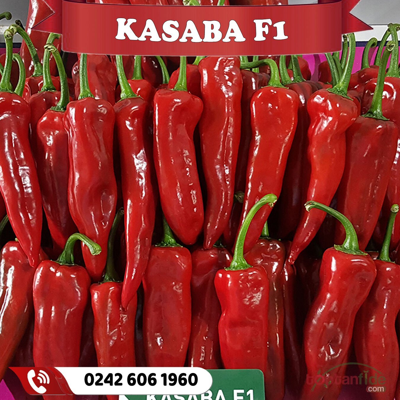 Kasaba F1 Kapya Biber Fidesi