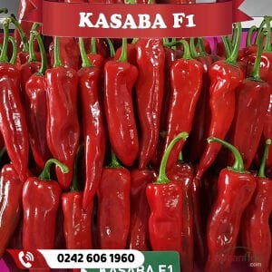Kasaba F1 Kapya Biber Fidesi