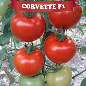 Corvette F1 Sırık Domates Fidesi