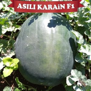 Aşılı Karain F1 Karpuz Fidesi