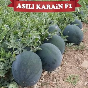 Aşılı Karain F1 Karpuz Fidesi