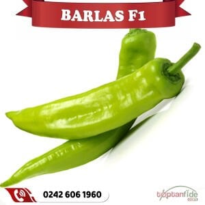 Barlas F1 Çarliston Biber Fidesi